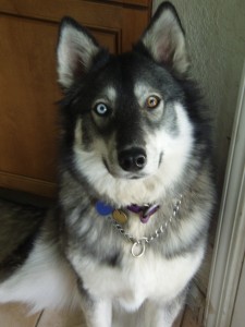 Delta, my current dog. She's the craziest Husky I've ever owned. She's also the reason pet microchips were invented. 