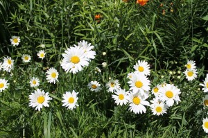 800px-White_flowers_summer_day